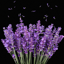 Load image into Gallery viewer, Reed Diffuser Scents